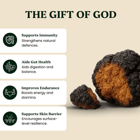 Chaga Mushroom Extract Powder
