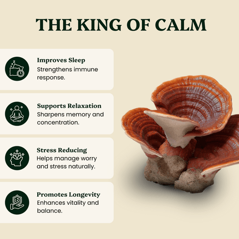 Reishi Mushroom Extract Powder