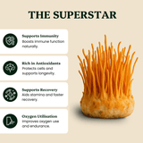 Energy Pair Cordyceps & Chaga Extracts