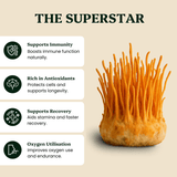 Cordyceps Mushroom Extract Powder