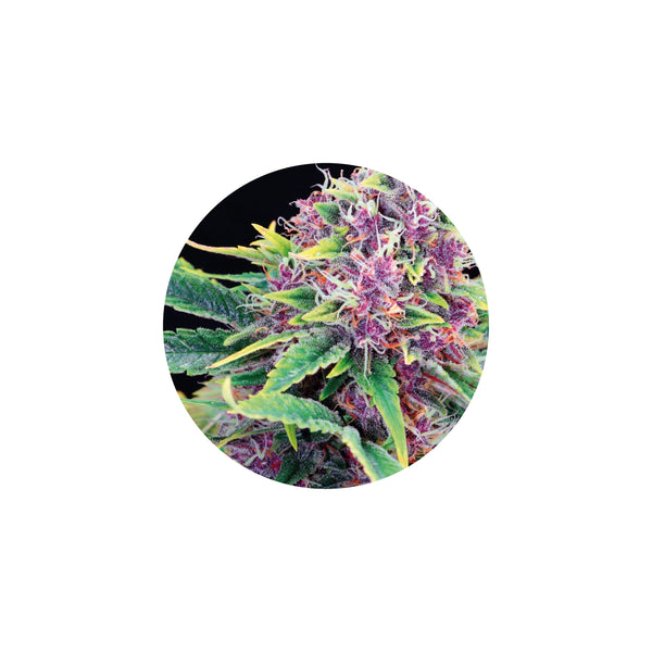 Premium Isolated Terpenes - Steam Distilled, Solvent Free 1ml